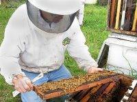 Способы подсадки маток  в пчелиные семьи - начинающему пчеловоду