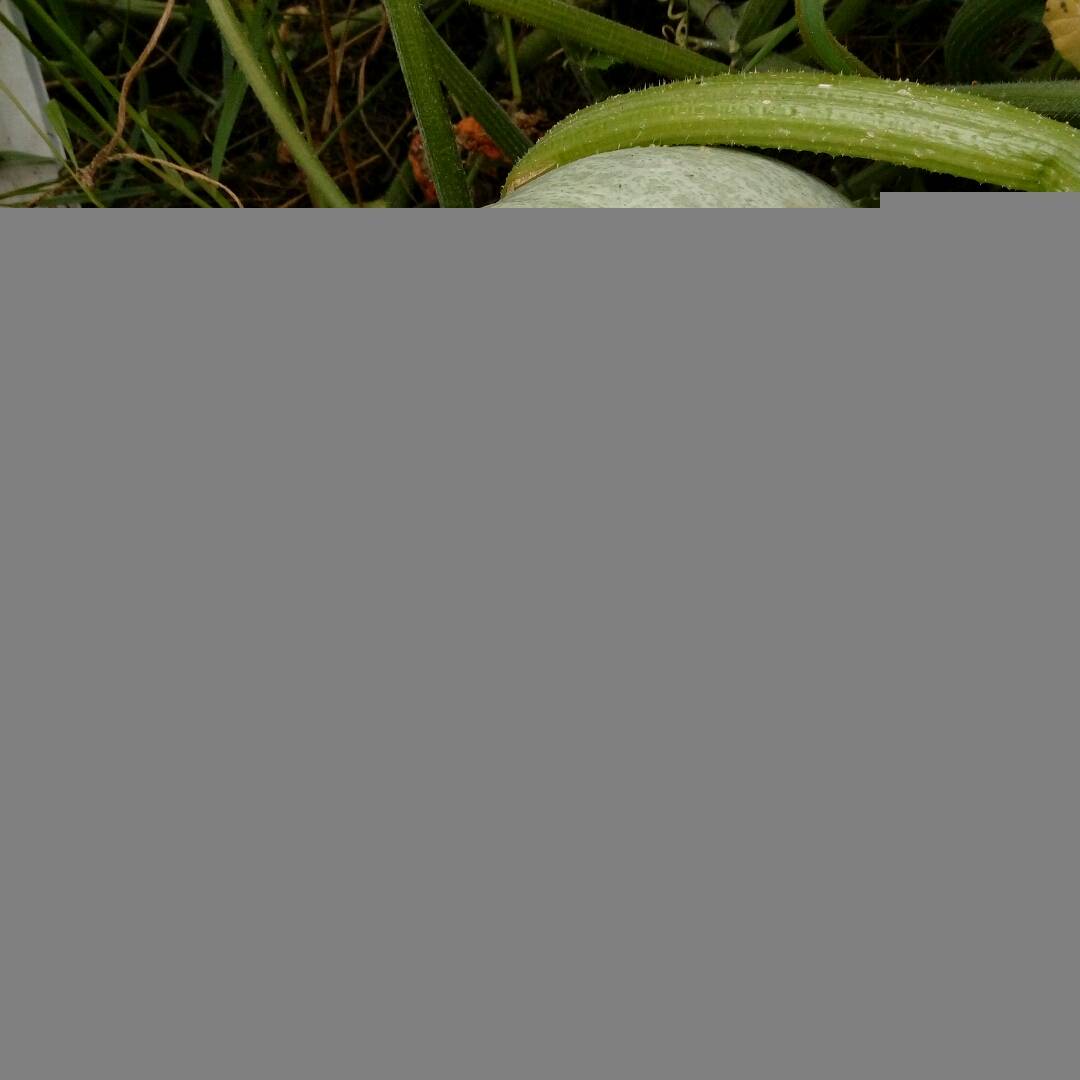 Все о выращивании тыквы зимней сладкой: сорта, описание и выращивание