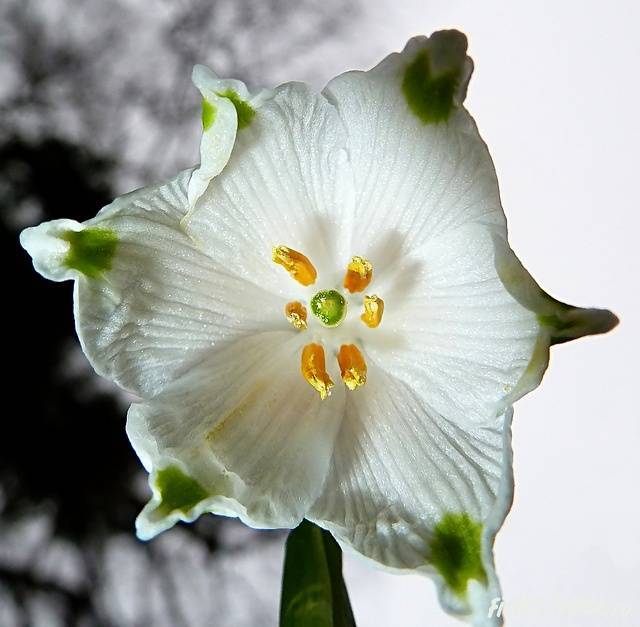 Белоцветник весенний — википедия с видео // wiki 2