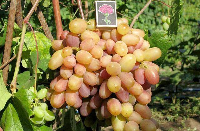 Сенсация – название сорта винограда говорит само за себя