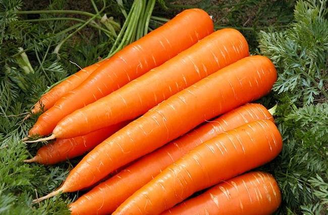 Морковь "королева осени": описание и характеристика, достоинства и минусы, отличия от других сортов, выращивание, болезни и вредители, сбор урожая
