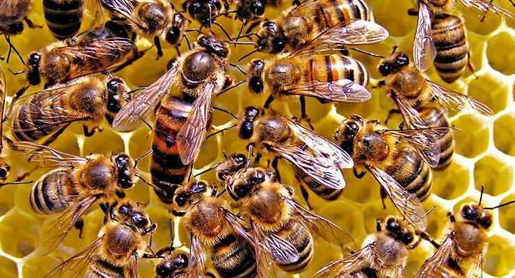Размножение пчел: естественным и искусственным путём