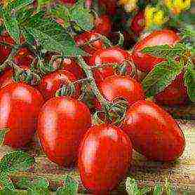 Поздние сорта помидоров для открытого грунта