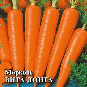 Высокоурожайный сорт моркови вита лонга