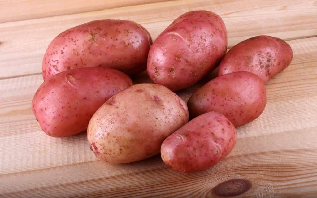 Картофель беллароза: урожайный, скороспелый, засухоустойчивый