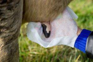 Гнойный мастит у коров. диагноз и лечение. | 
ветеринарная служба владимирской области
