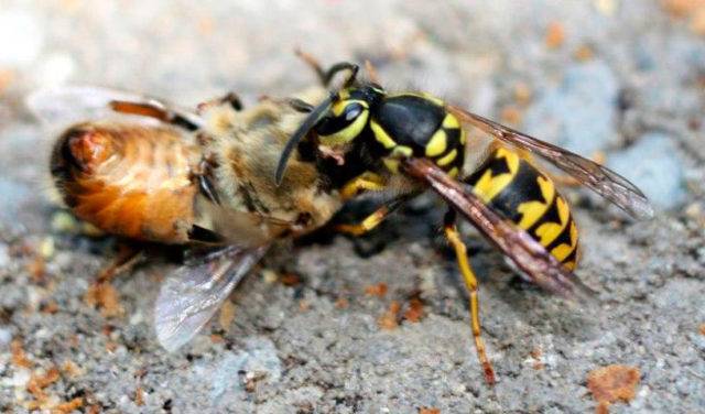 Болезни пчел: описание, причины, признаки, лечение и профилактика