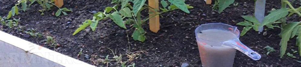 Подкормка томатов дрожжами в открытом грунте 