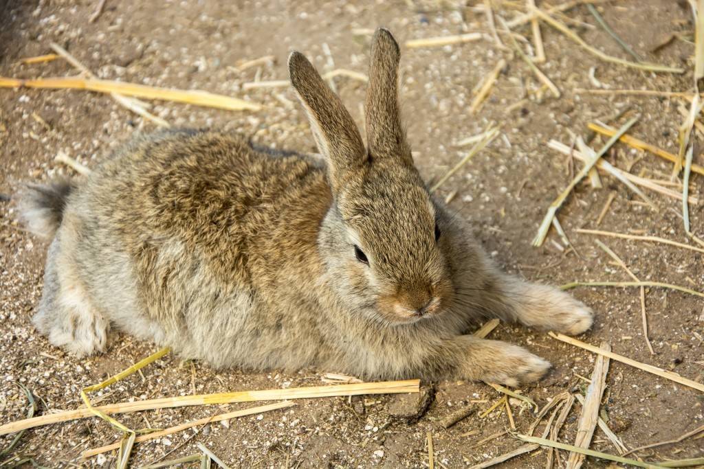 Каким болезням подвержены кролики и как их лечить