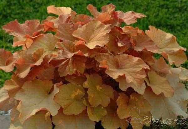 Посадка гейхеры и уход за ней (26 фото): выращивание многолетнего цветка в открытом грунте. как пересадить растение осенью?