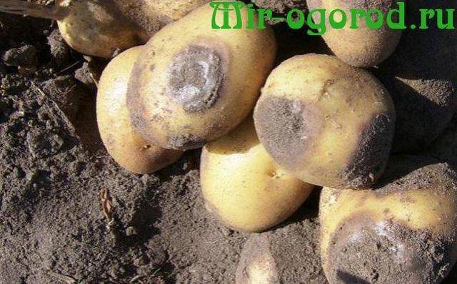 Как бороться с фитофторой на картофеле
