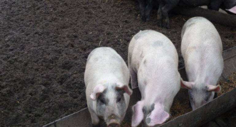 Кормушки для свиней своими руками: пошаговые инструкции и полезные советы