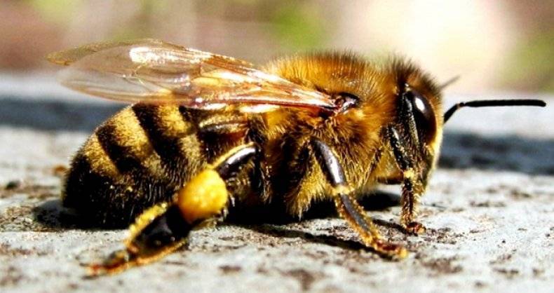 Кто такая медоносная пчела?
