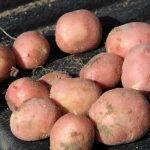 Сорт картофеля «взрывной». особенности выращивания и отзывы