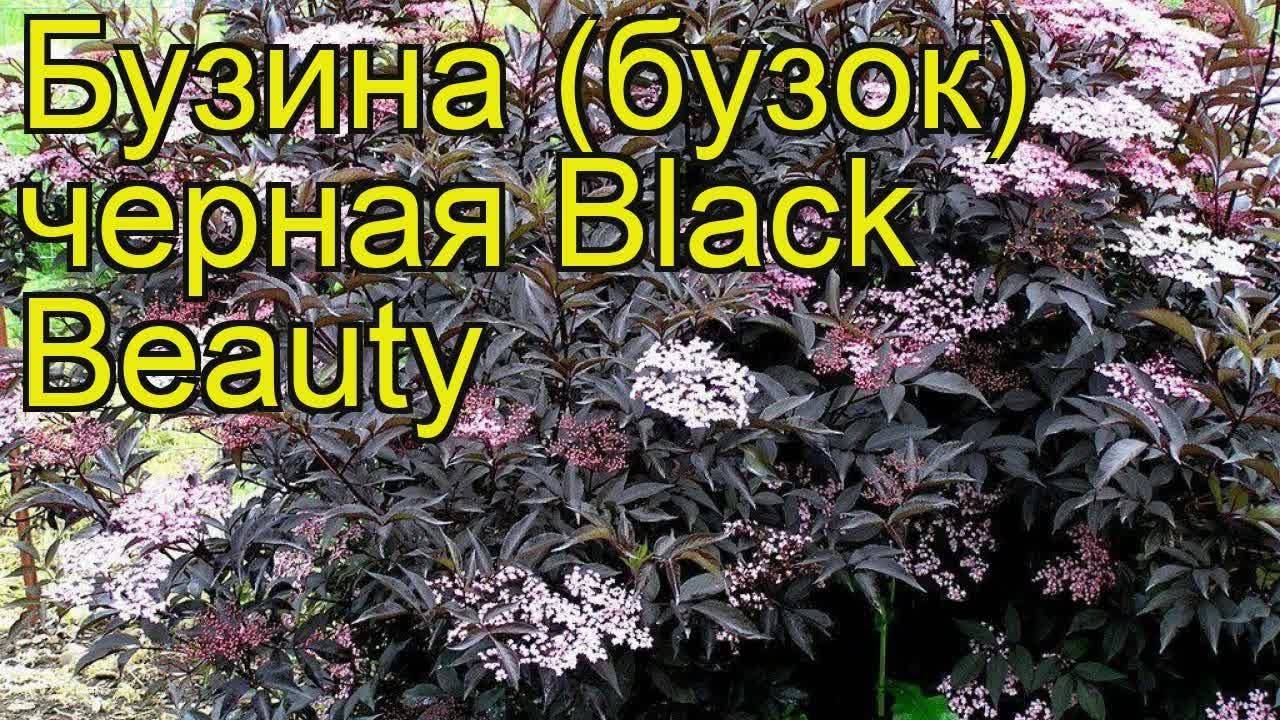 Бузина черная «блэк лэйс»: ботаническое описание, правила посадки и ухода, примеры в ландшафтном дизайне