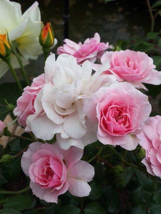 Розы, цветущие все лето: описание лучших сортов, фото, видео