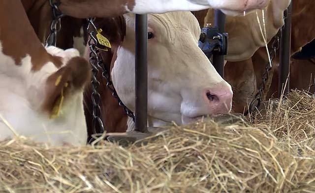 Кормление коров – нормы и рационы для крс 2020