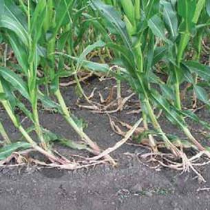 Чем опасна хлопковая совка на кукурузе: обнаруживаем врага, затем быстро и эффективно боремся с ним