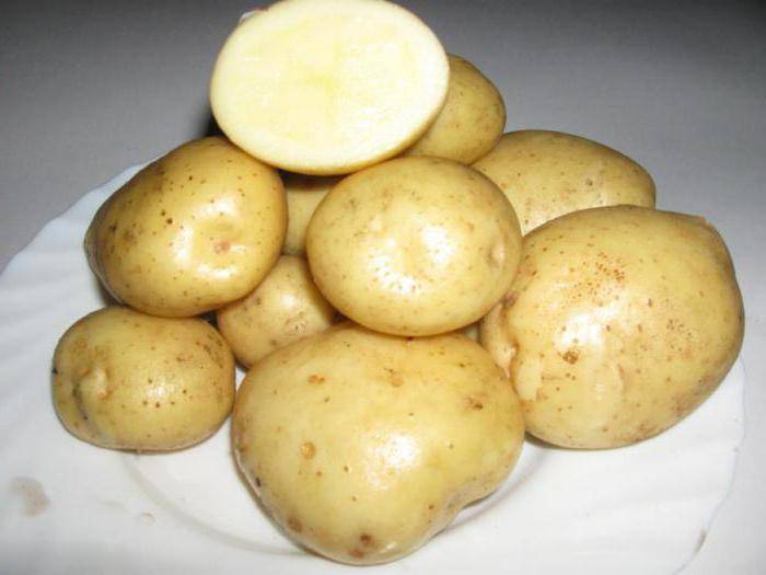 О картофеле колобок: описание семенного сорта, характеристики, агротехника