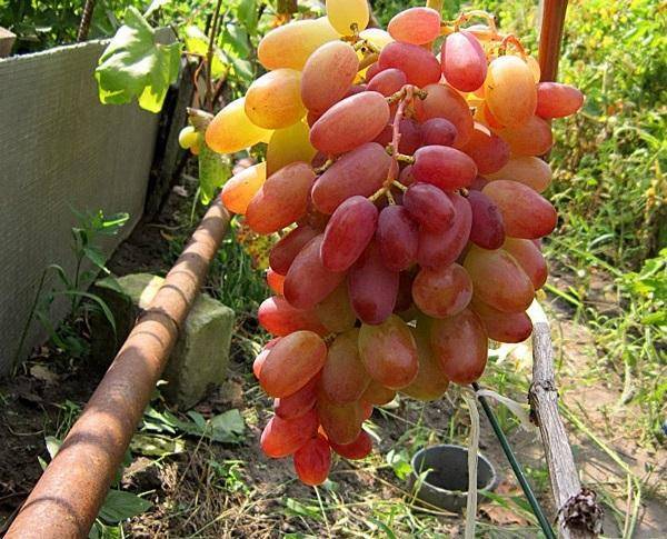 Сорт винограда долгожданный (кишмиш)