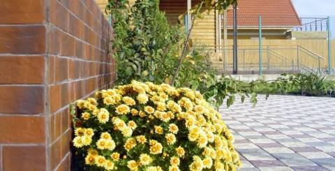 Хризантемы: выращивание из семян в саду