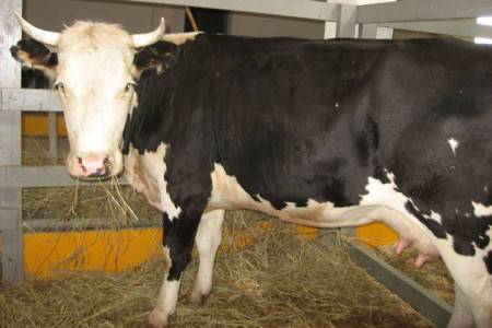 Все о мастите у коров: причины и симптомы, виды и диагностика, лечение и профилактика