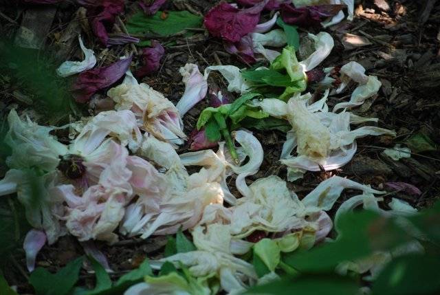 Пион боул оф бьюти (paeonia bowl of beauty) — выращивание на участке
