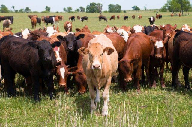 Бонитировка крс: молодняка, коров молочного и мясного направления, быков