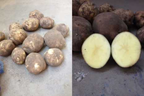 Характеристика картофеля колобок