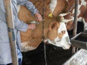 Туберкулез у коров: симптомы, диагностика, опасен ли для человека?