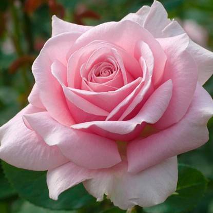 Чайно-гибридный сорт розы осирия: характеристики гибрида, как выращивать