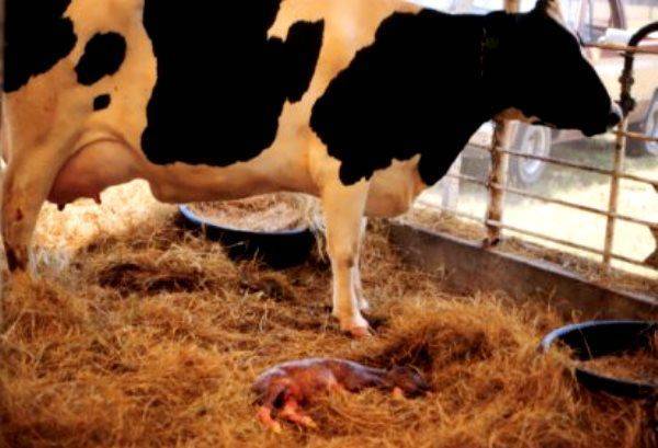 Рекомендации по правилам взятия проб крови от крупного рогатого скота - гбу ко «сухиничская межрайонная станция по борьбе с болезнями животных»