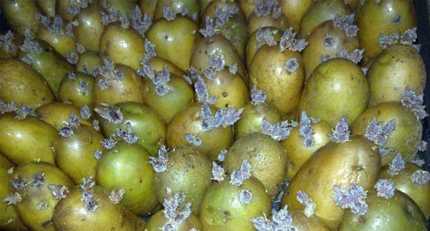 Качественная обработка картофеля перед посадкой: как и чем защитить от болезней и вредителей