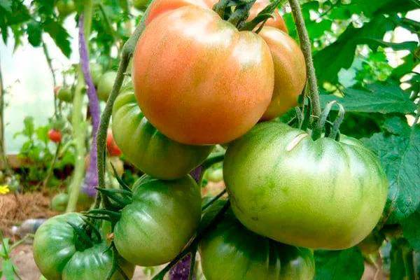 Чудо земли — томат для вашего участка