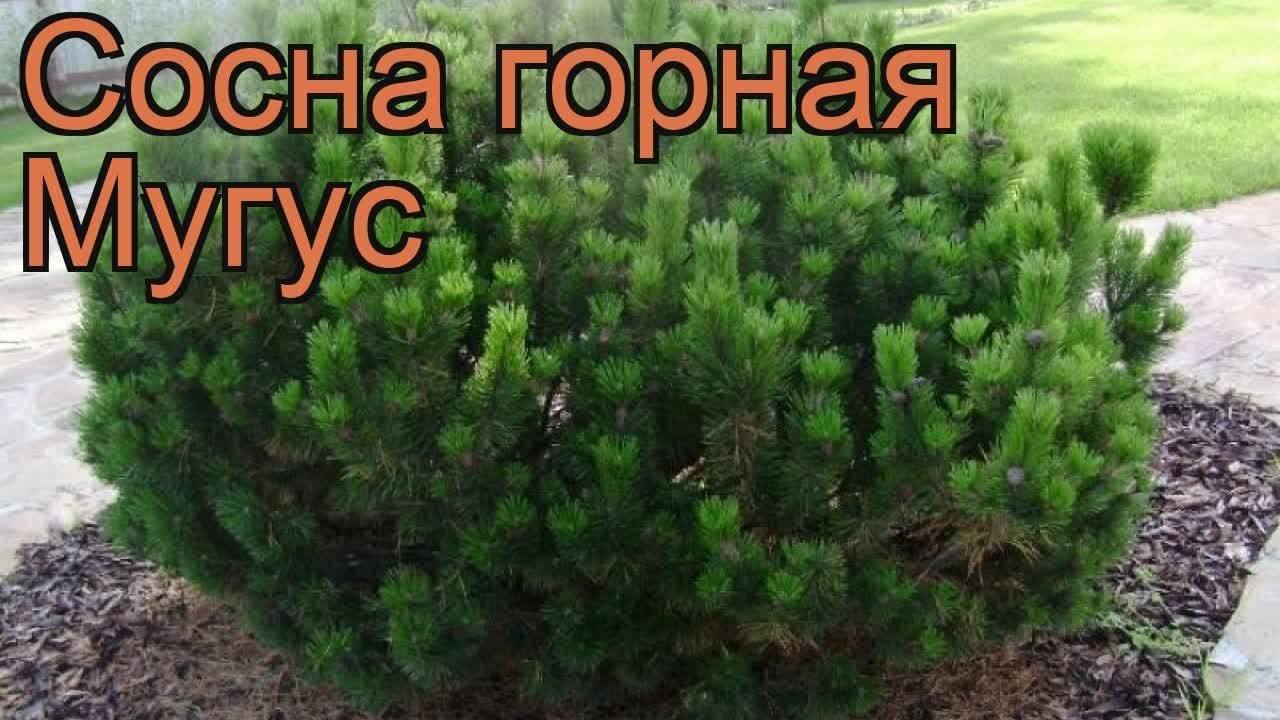 Сосна горная мугус описание в ландшафтном дизайне фото