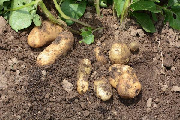 Болезни картофеля - подробные описания, как бороться, профилактика