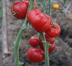 Как посадить и вырастить томат любовь