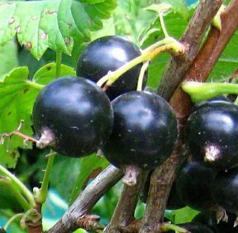 Зимостойкий и урожайный сорт смородины черный жемчуг