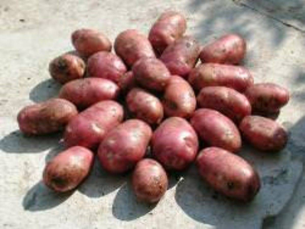 Характеристика картофеля Лабелла