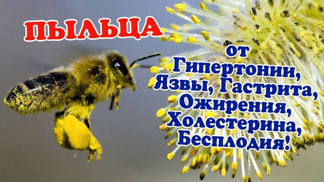 Полезные свойства пчелиной пыльцы. как принимать и хранить, рецепты