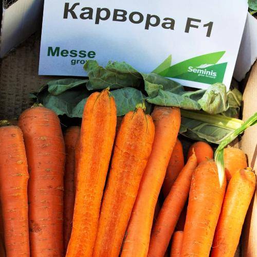 Морковь бейби f1: описание, фото, отзывы