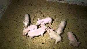 Виды и правила использования подстилок для свиней