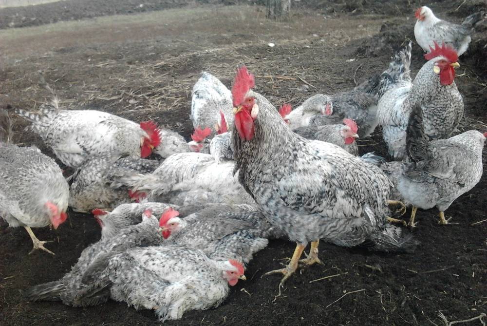 Описание кур породы борковская барвистая (16 фото): как выглядит несушка? особенности выращивания цыплят, отзывы владельцев
