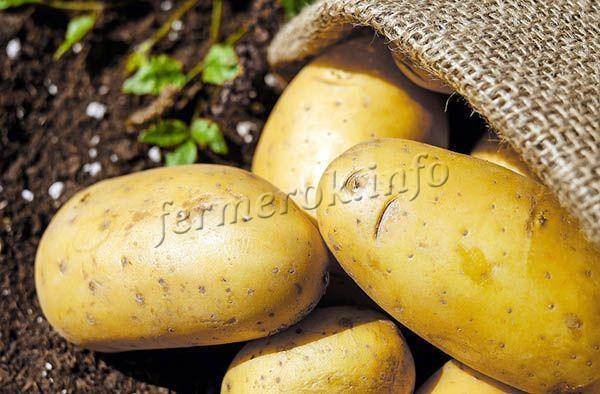 Характеристика сорта картофеля королева анна: описание и фото, выращивание, уход и другие нюансы