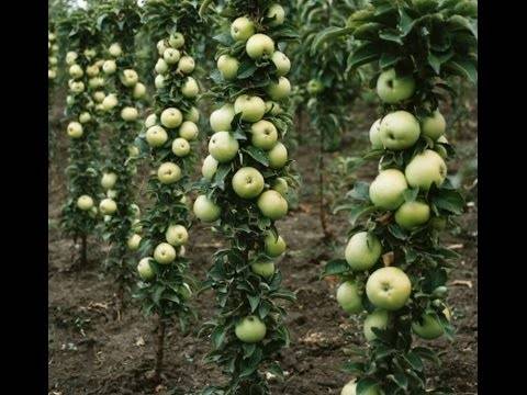 Колоновидная яблоня медок: от посадки до сбора урожая