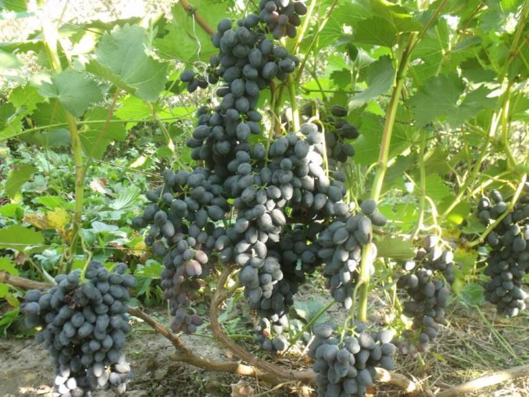 Виноград чарли: описание сорта и его фото, характеристика и особенности выращивания, болезни и вредители