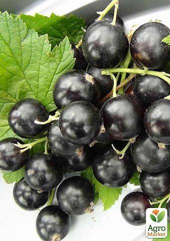 Сорт чёрной смородины багира – обильные урожаи вкусных ягод