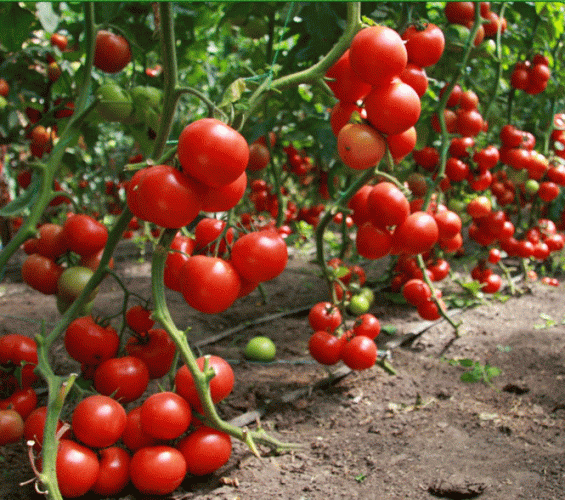 Томаты джина тст: характеристика и описание сорта, выращивание