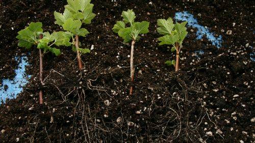 Как размножить смородину черенками: выращивание посадочного материала