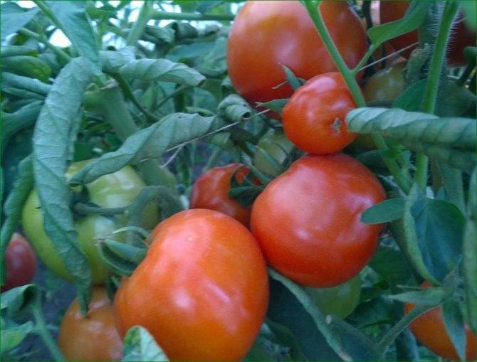 Сорт томата алый мустанг